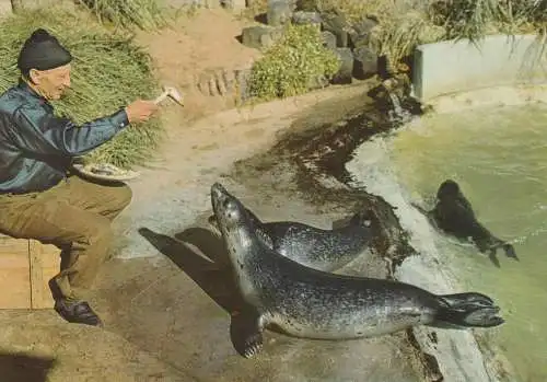 2280 SYLT, Tiefseeaquarium, Fütterung der Seehunde, 1962