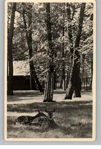 [Ansichtskarte] 1000 BERLIN - FRIEDRICHSFELDE, Tierpark / Zoo, Axishirche, 1955. 