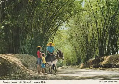 [Ansichtskarte] JAMAICA- ST. ELIZABETH, Bamboo Avenue. 