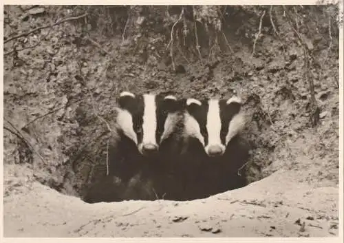 [Ansichtskarte] JAGD / HUNTING - DACHS / BADGER, Dachspaar vor dem Bau. 