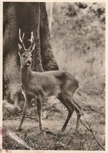 [Ansichtskarte] JAGD / HUNTING - REH / ROE DEER, Rehbock / Roebuck. 