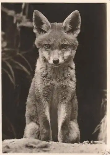 [Ansichtskarte] JAGD 7 HUNTING - FUCHS - FOX,  Jungfuchs / Young Fox. 