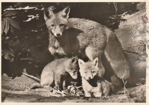 [Ansichtskarte] JAGD / HUNTING - FUCHS / FOX, Fuchsfähe mit Welpen / Vixen with cubs. 