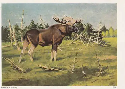 [Ansichtskarte] JAGD / HUNTING - ELCH / ELK, Künstler - Karte Joachim von Roebel. 