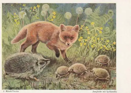 [Ansichtskarte] JAGD / HUNTING - Jungfuchs und Igelfamilie / Young Fox and Hedgehog Family, Künstler - Karte J. Münch - Vieritz. 