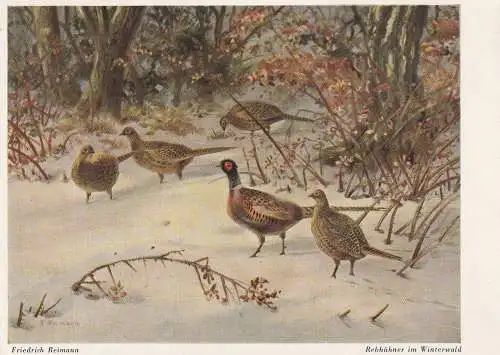 [Ansichtskarte] JAGD / HUNTING - REBHÜHNER im Winterwald / PARTRIDGES, Künstler - Karte Friedrich Reimann. 