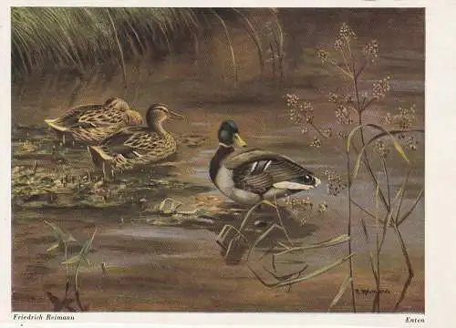 [Ansichtskarte] JAGD / HUNTING - ENTEN / DUCKS, Künstler - Karte FRIEDRICH REIMANN. 