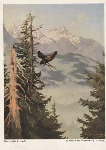 [Ansichtskarte] JAGD / HUNTING - AUERHAHN / CAPERCAILLIE, Künstler - Karte Konstantin Lipinski. 