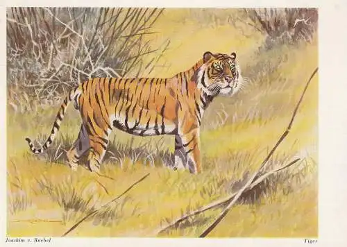 [Ansichtskarte] JAGD / HUNTING - TIGER, Künstler - Karte Joachim v. Roebel. 