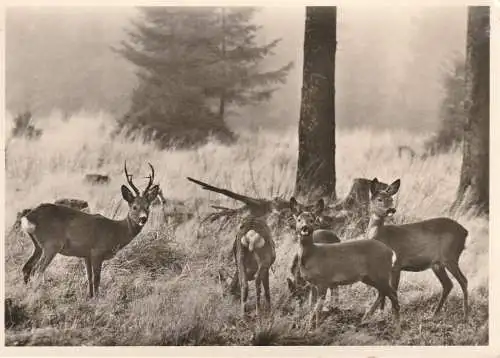 [Ansichtskarte] JAGD / HUNTING - HERBSTREHE / AUTUMN DEERS. 