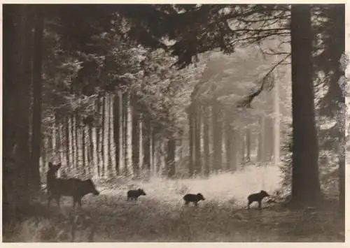 [Ansichtskarte] JAGD / HUNTING - WILDSCHWEINE / BOARS. 