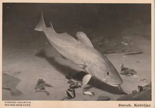 [Ansichtskarte] 2940 WILHELMSHAVEN, Nordsee - Aquarium, Dorsch / Kabeljau. 