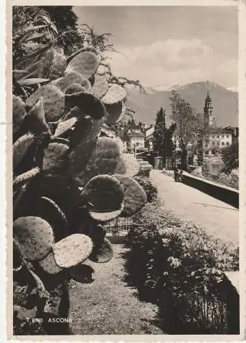 [Ansichtskarte] CH 6612 ASCONA TI, Blick in den Ort, Sukkulenten, 1951. 