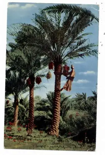 [Ansichtskarte] IRAK / IRAQ - BASRAH, Plucking the fresh Dates, Dattelpflücker. 