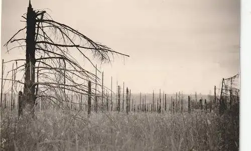 [Ansichtskarte] 5165 HÜRTGENWALD, Zerstörter Wald, 2 Kleinphotos 1950. 