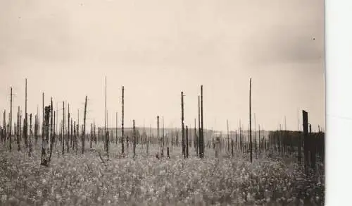 [Ansichtskarte] 5165 HÜRTGENWALD, Zerstörter Wald, 2 Kleinphotos 1950. 