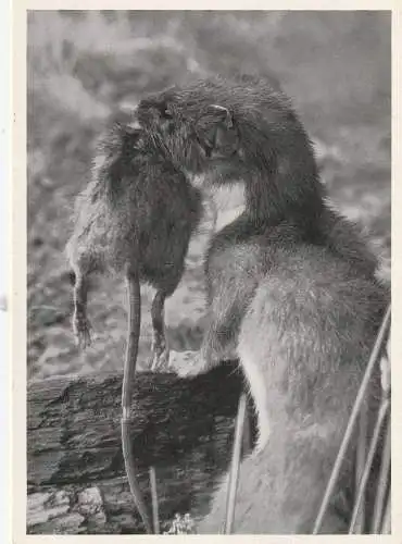 [Ansichtskarte] TIERE - WIESEL mit Wasserratte. 