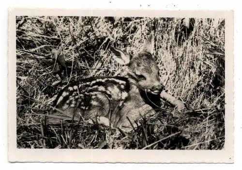 [Ansichtskarte] TIERE - REHKITZLEIN im Schweizer Nationalpark, 1953. 