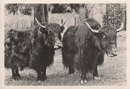 [Ansichtskarte] ZOO MULHOUSE / MÜHLHAUSEN - YACKS / YAKS. 