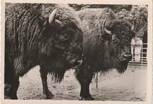 [Ansichtskarte] ZOO MULHOUSE / MÜHLHAUSEN - BISONS / BISON. 