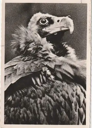 [Ansichtskarte] ZOO MULHOUSE / MÜHLHAUSEN - VAUTOUR - MOINE / SCHWARZER GEIER / BLACK VULTURE. 