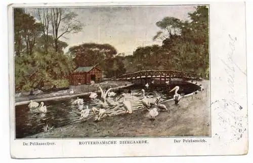 [Ansichtskarte] ZUID - HOLLAND - ROTTERDAM, Zoo/ Diergaarde, Pelikaanveijver, 1911. 