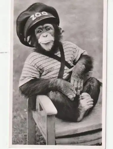 [Ansichtskarte] 5000 KÖLN, KÖLNER ZOO, Schimpanse im Stuhl, 1957. 