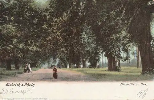 [Ansichtskarte] 6200 WIESBADEN - BIEBRICH, Hauptallee im Park, 1905. 