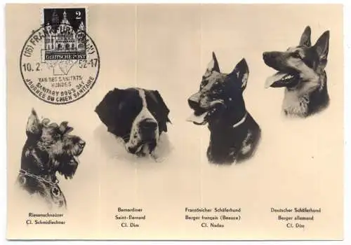 [Ansichtskarte] 6000 FRANKFURT, Ereignis, Internationaler Tag des Sanitätshundes Februar 1952 zu Gunsten des Roten Kreuzes, Sonderstempel, Riesenschnauzer, Bernhardiner, Schäferhunde. 