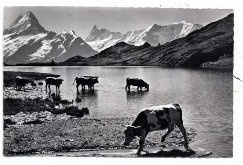 [Ansichtskarte] CH 3818 GRINDELWALD BE, Bachalpsee, Schreckhorn, ... Kuhherde. 