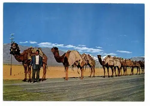 [Ansichtskarte] IRAN / PERSIEN - CAMEL LINE. 