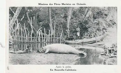 [Ansichtskarte] NEUKALEDONIEN / NOUVELLE CALEDONIE, erlegtes Manatie, nach der Jagd. 