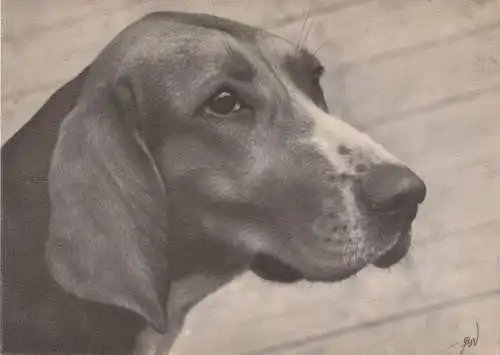 [Ansichtskarte] HUNDE / DOGS - Finnischer Laufhund / Finsk Stövare. 