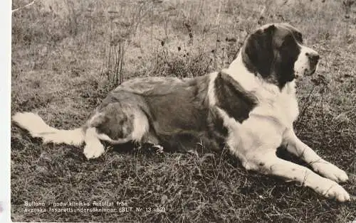 [Ansichtskarte] HUNDE / DOGS - Bernhardiner. 