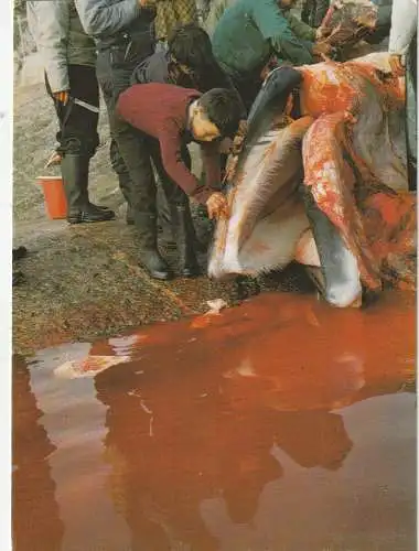 [Ansichtskarte] GRÖNLAND - SARQAQ, Hvalflaensing / Whaling / Walfang. 