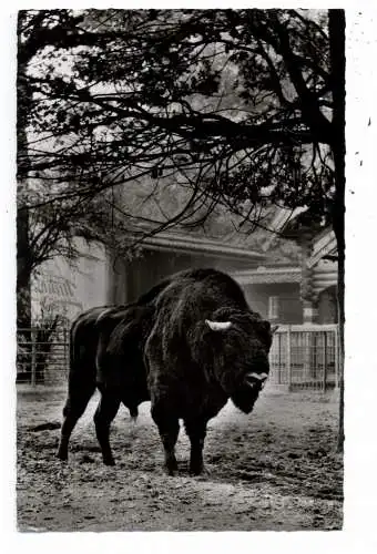 1000 BERLIN - ZOO, Wisentstier "Heinz"