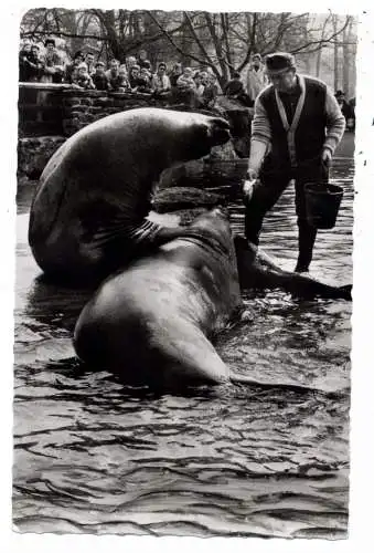 1000 BERLIN - ZOO, See Elefanten Fütetrung, 196..