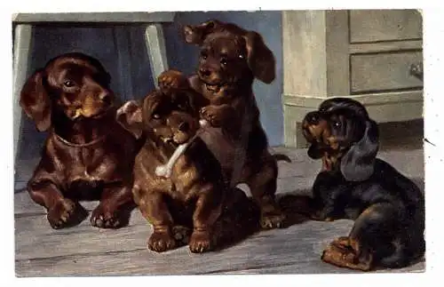 [Ansichtskarte] HUNDE / Teckel / Dachshund / Bassotto, spielende Dackelwelpen, 1907. 