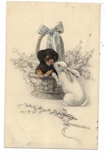 [Ansichtskarte] HUNDE / Teckel / Dachshund / Bassotto, Dackelwelpe und weisser Hase, 1909. 