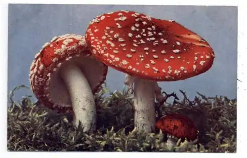 FLORA  - PILZE / Mushrooms / Funghi / Champignons, Roter Fliegenpilz / Amanita muscaria, color, 1909