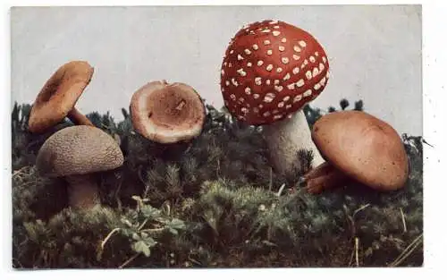 FLORA  - PILZE / Mushrooms / Funghi / Champignons, Milchpilz, Perlschwamm, color, 1909