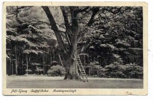 2320 BÖSDORF - DODAU, Bräutigamseiche