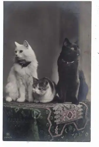 [Ansichtskarte] KATZEN / CATS / CHATS - Alle Farben / all colours, Verlag Rotophot. 