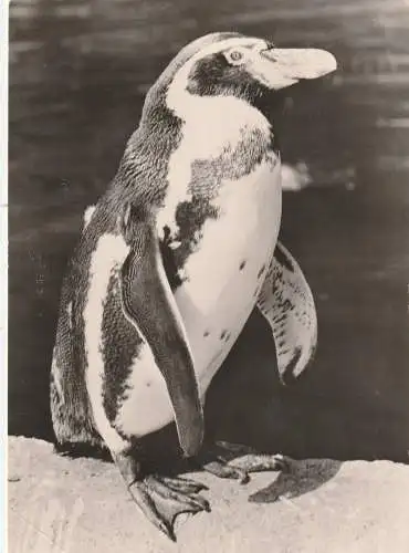[Ansichtskarte] 0-2500 ROSTOCK, ZOO, Humboldt - Pinguin / Penguin / Manchot. 