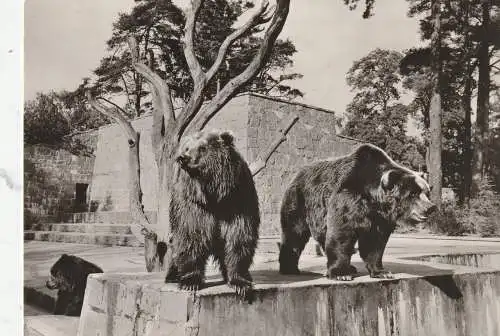 [Ansichtskarte] 0-2500 ROSTOCK, ZOO, Kodiak - Bären / Bears / Ours. 