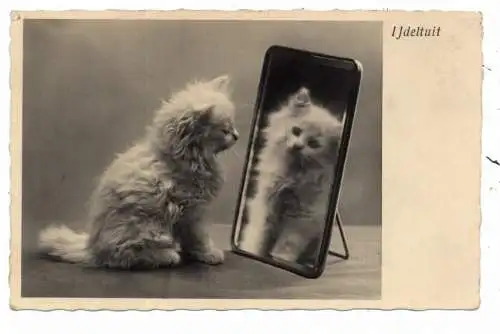 [Ansichtskarte] KATZEN / CATS / CHATS - Kleine Katze im Spiegel, 1935. 