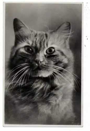 [Ansichtskarte] KATZEN / CATS / CHATS - Kopfbild. 