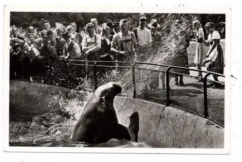 [Ansichtskarte] 8000 MÜNCHEN - HELLABRUNN, Zoo, Walroß "MIMI" spritzt, Nadelloch. 