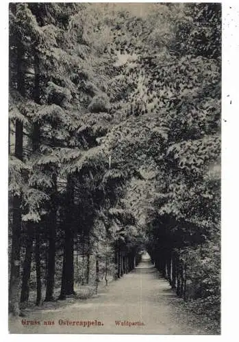 4514 OSTERCAPPELN, Waldpartie, Verlag Niemeyer