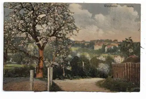 [Ansichtskarte] 6200 WIESBADEN, Nerotal während der Baumblüte, Verlag Knackstedt & Näther. 